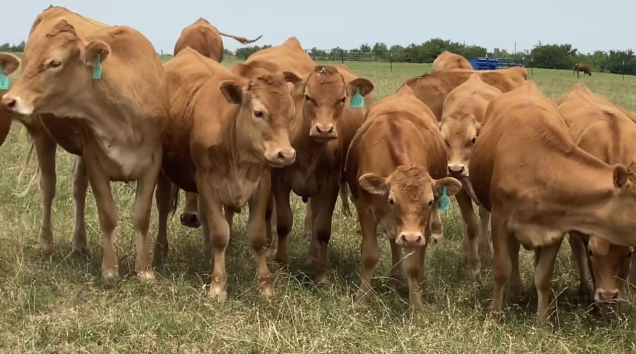 13 Head Akaushi Cows & Heifers